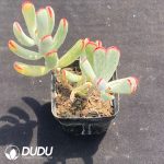 Cotyledon orbiculata var. oophylla variegated - Image 2