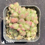 Crassula Purple Light Clustering