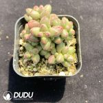 Crassula Purple Light Clustering - Image 2