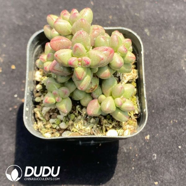 Crassula Purple Light Clustering - Image 2