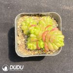 Crassula marchandii Clustering