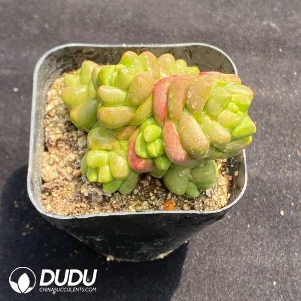 Crassula marchandii Clustering - Image 2