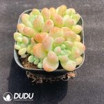 Pachyphytum Cheese Clustering