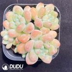 Pachyphytum Cheese Clustering - Image 2