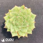 Echeveria Rose