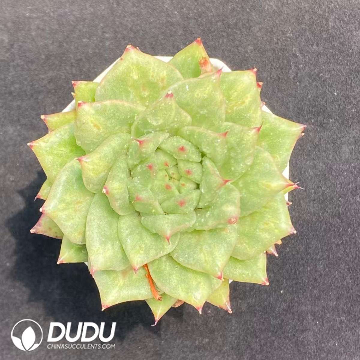 09692D70201.jpg Echeveria Rose - Image 1