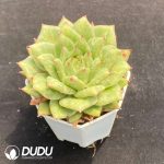Echeveria Rose - Image 2