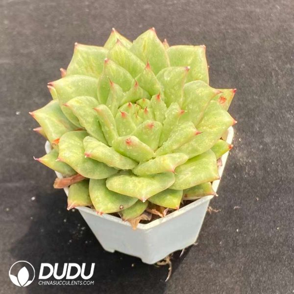 Echeveria Rose - Image 2