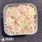 Echeveria Mebina Variegata Clustering