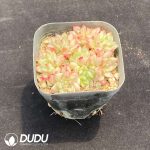 Echeveria Mebina Variegata Clustering - Image 2