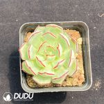 Echeveria Strictiflora Nova