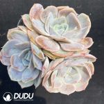Echeveria Linglong Cluster