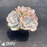 Echeveria Linglong Cluster - Image 2