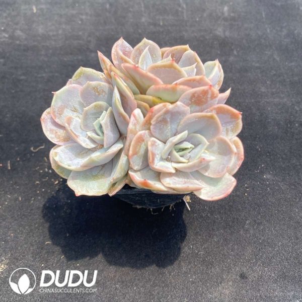 Echeveria Linglong Cluster - Image 2