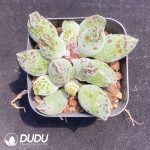 Adromischus Cooperi Seal