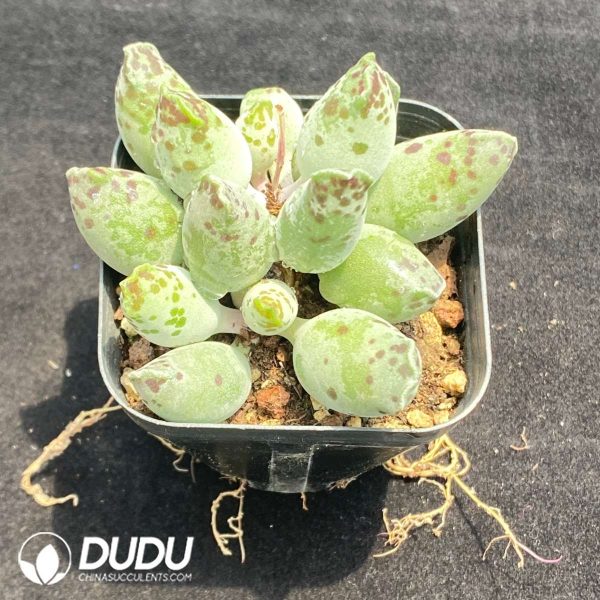 Adromischus Cooperi Seal - Image 2