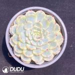 Echeveria Minima Variegated