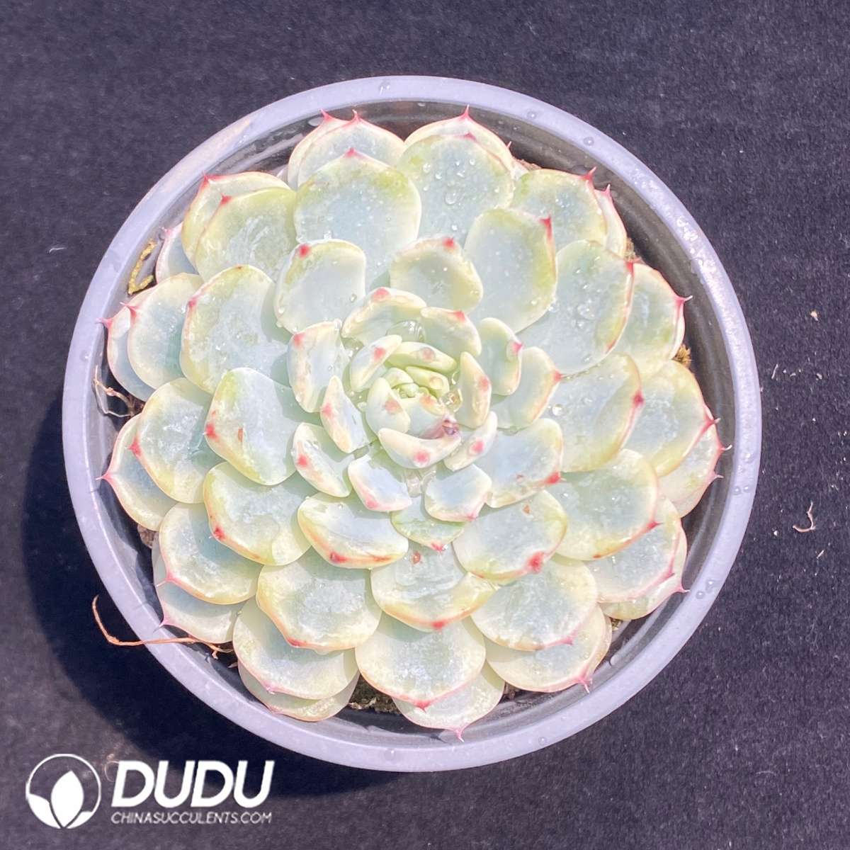 09697D90201.jpg Echeveria Minima Variegated - Image 1