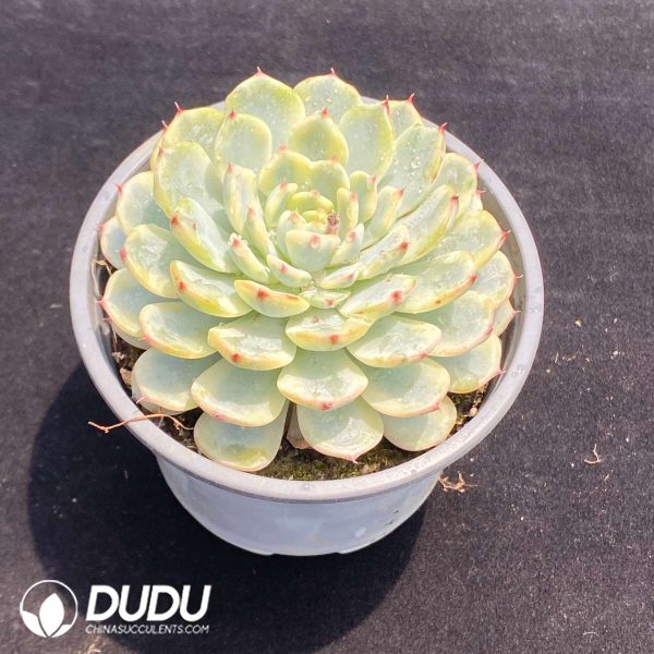 Echeveria Minima Variegated - Image 2