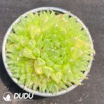 Haworthia Crystal Glaze Cluster