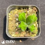 Crassula Green Tower