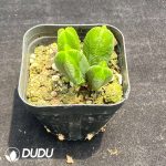 Crassula Green Tower - Image 2