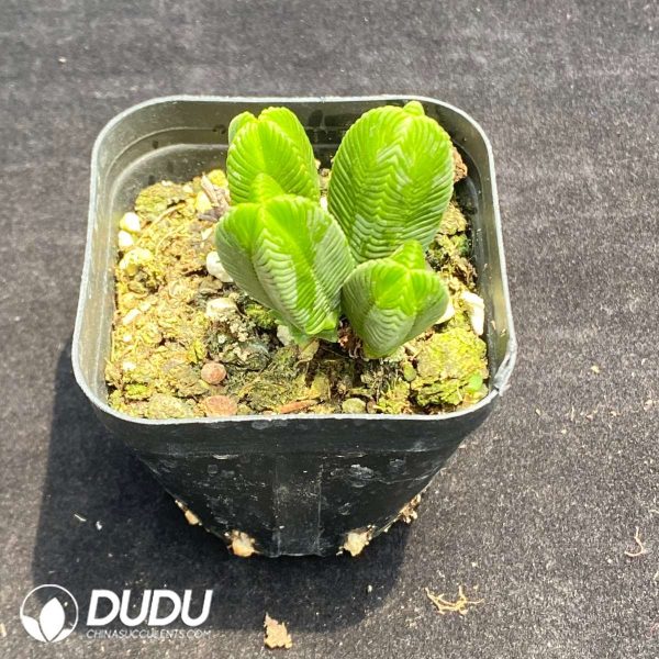 Crassula Green Tower - Image 2