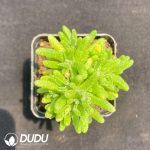 Dicrocaulon kumquat