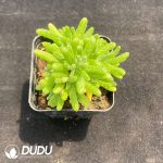 Dicrocaulon kumquat - Image 2