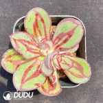 Echeveria Nodulosa