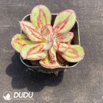 Echeveria Nodulosa - Image 2