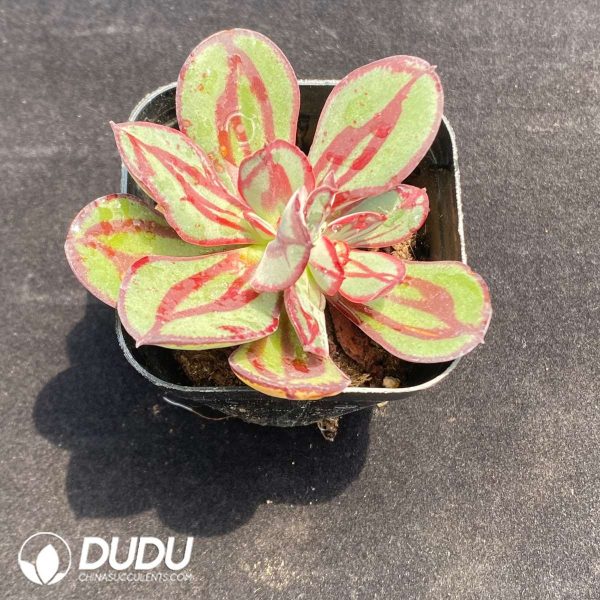Echeveria Nodulosa - Image 2