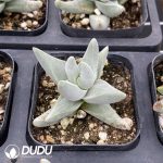Crassula Menden