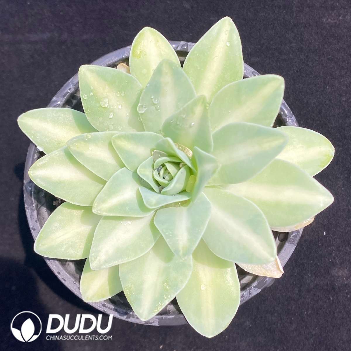 09703D90201.jpg Echeveria Lemon Rose Variegated - Image 1
