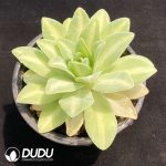 Echeveria Lemon Rose Variegated - Image 2