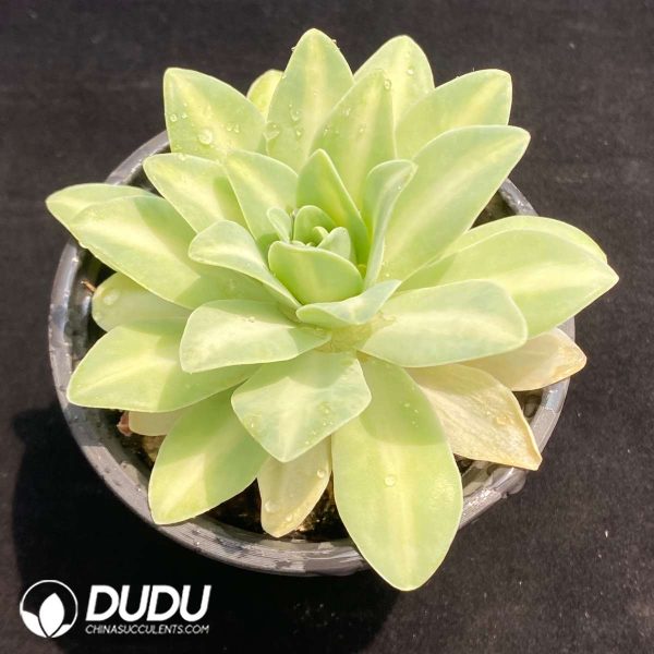 Echeveria Lemon Rose Variegated - Image 2