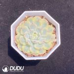 Echeveria Blue Minima Variegated