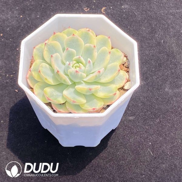 Echeveria Blue Minima Variegated - Image 2