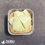 Pleiospilos Sycee