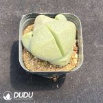 Pleiospilos Sycee - Image 2
