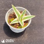 Agave Iceberg - Image 2