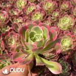 50Pcs Echeveria Hakuhou Seedings