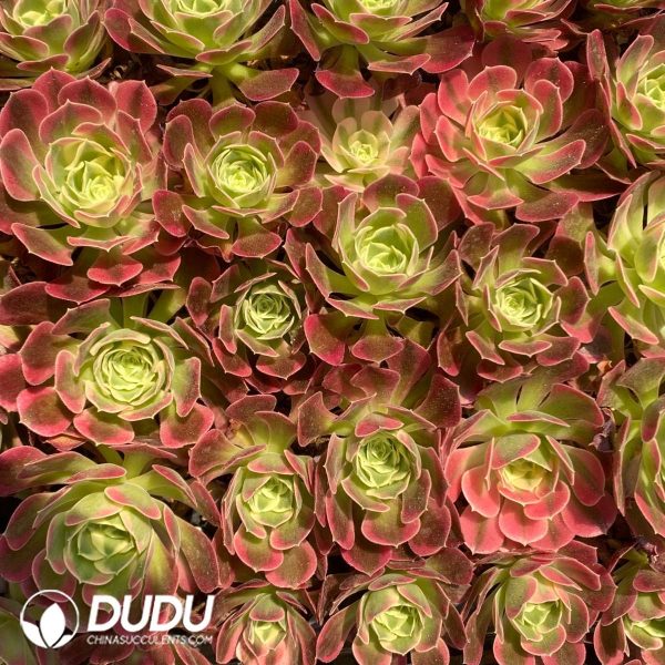 50Pcs Echeveria Hakuhou Seedings - Image 2