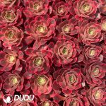 50Pcs Aeonium Banshee Seedings - Image 2