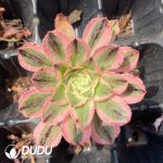 50Pcs Aeonium Porsche Seedings