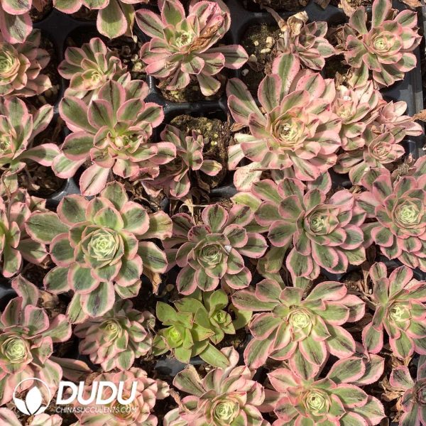 50Pcs Aeonium Porsche Seedings - Image 2