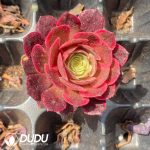 50Pcs Aeonium Sea Fairy Seedings