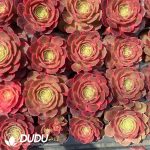 50Pcs Aeonium Sea Fairy Seedings - Image 2