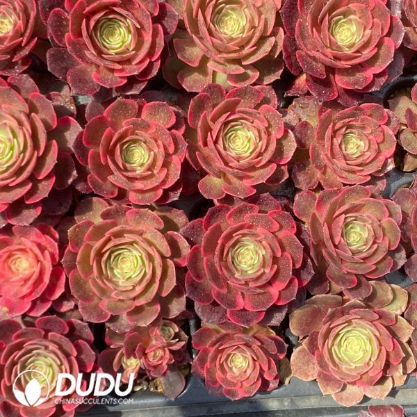 50Pcs Aeonium Sea Fairy Seedings - Image 2