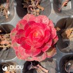50Pcs Aeonium Litchi Seedings
